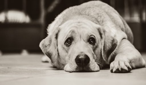 A pet’s death can hurt more than losing a fellow human
