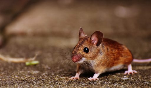Personalized Cancer Vaccine Shows Promise in Mice